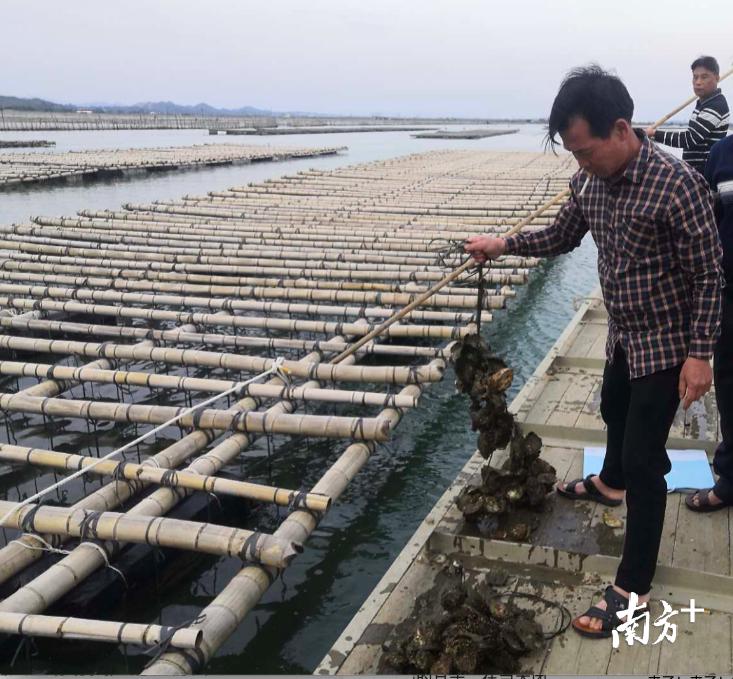 陆丰乌坎最新消息微博，揭示乡村治理的新篇章