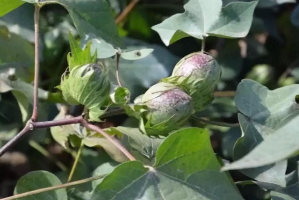 山东棉花最新价格，多少钱一斤？
