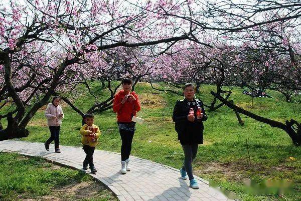 兴化桃花岛最新新闻报道