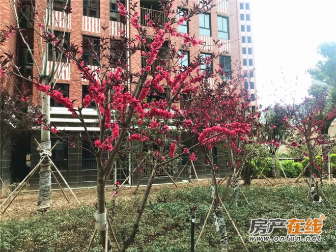 十堰亿科红郡最新消息全面解读