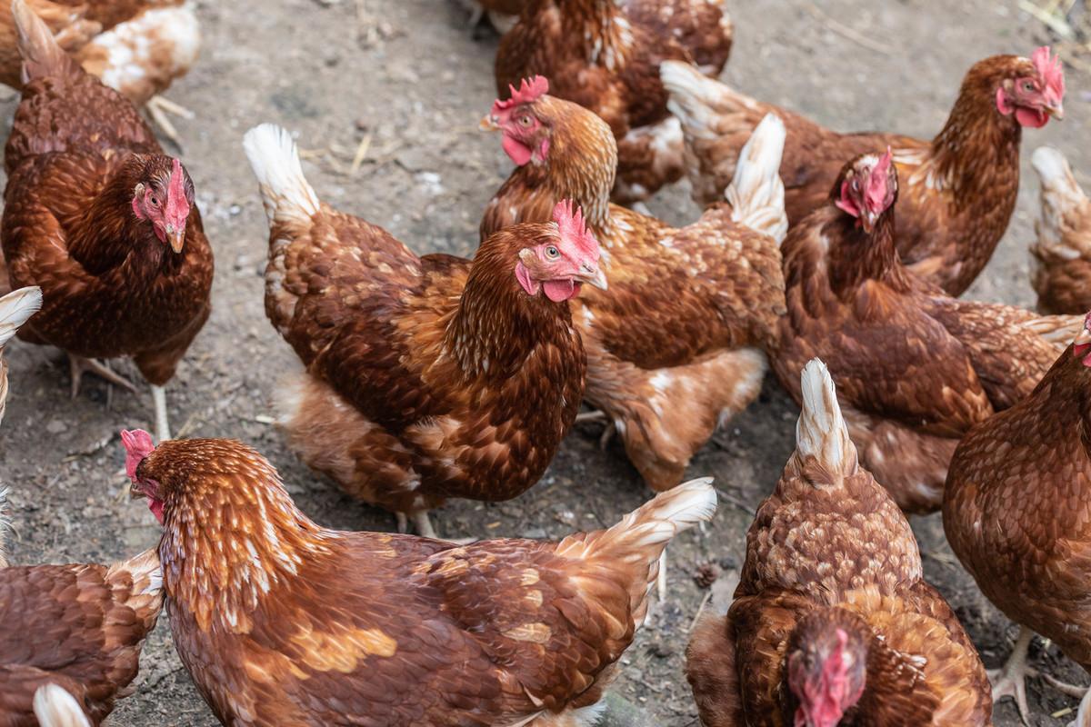 最新肉毛鸡价格行情走势分析